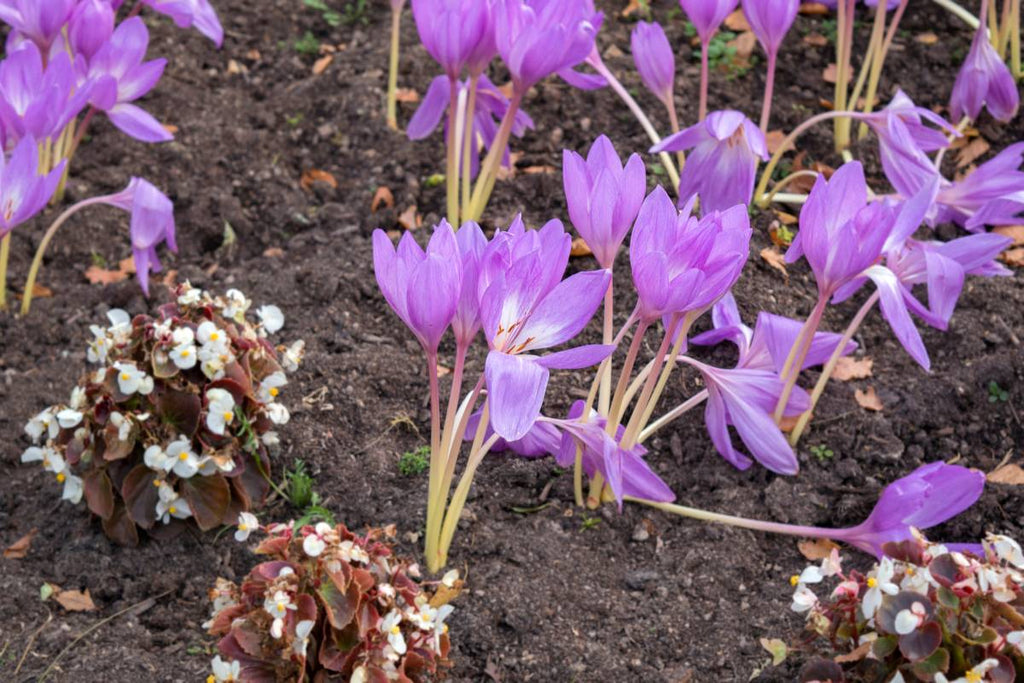 Autumn-flowering bulbs to brighten your garden