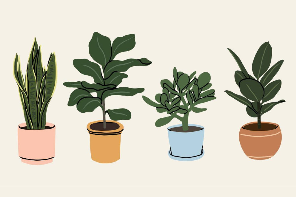 Snake plant, fiddle-leaf fig, jade plant, rubber tree