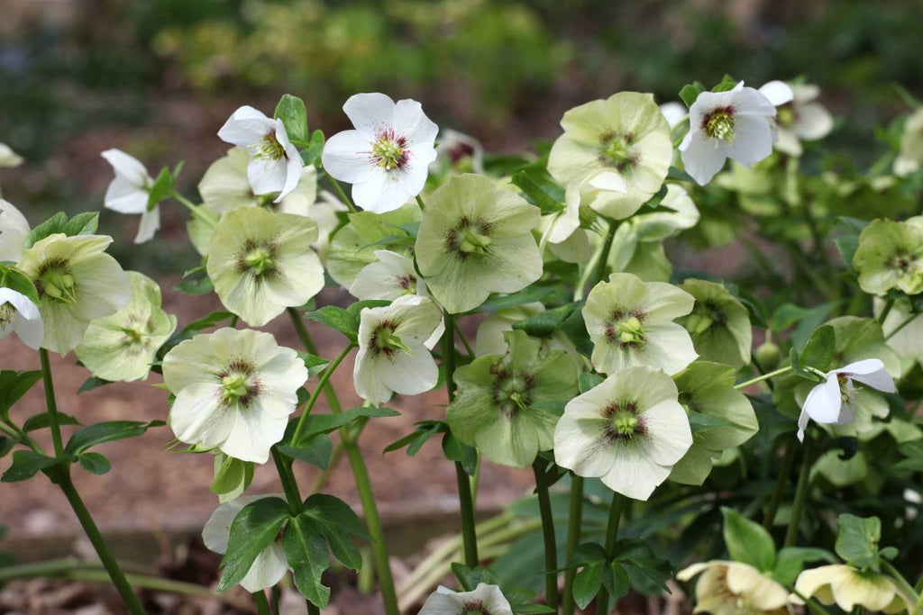 Fading cream blooms of helleborus orientalis