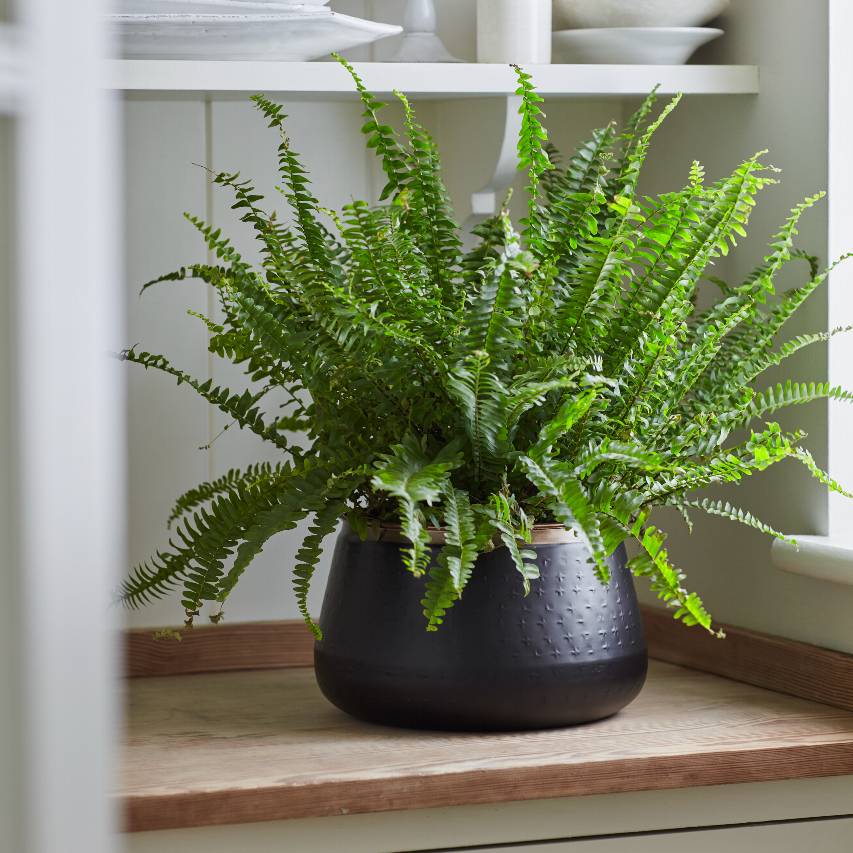 Sahara Sunset large plant pot with fern