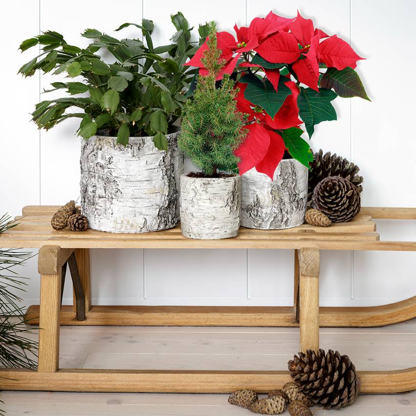 Collection of silver birch pots on wooden sledge with poinsettia, Christmas cactus and pine cones