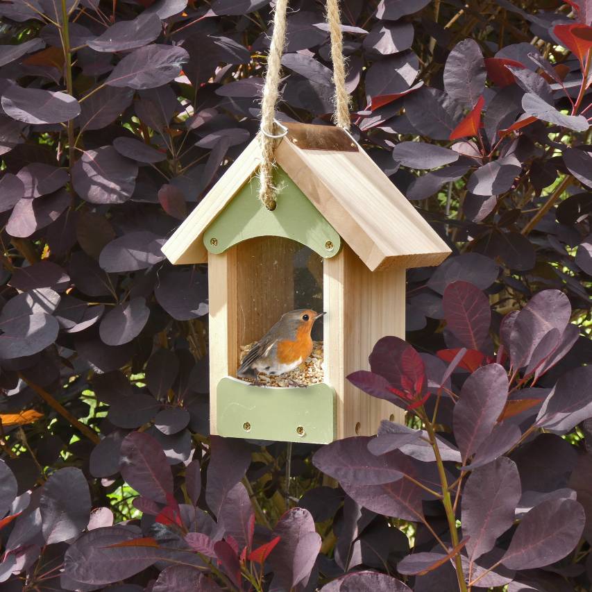 Bird barn feeder with robin hanging from cotinus purple smoke bush