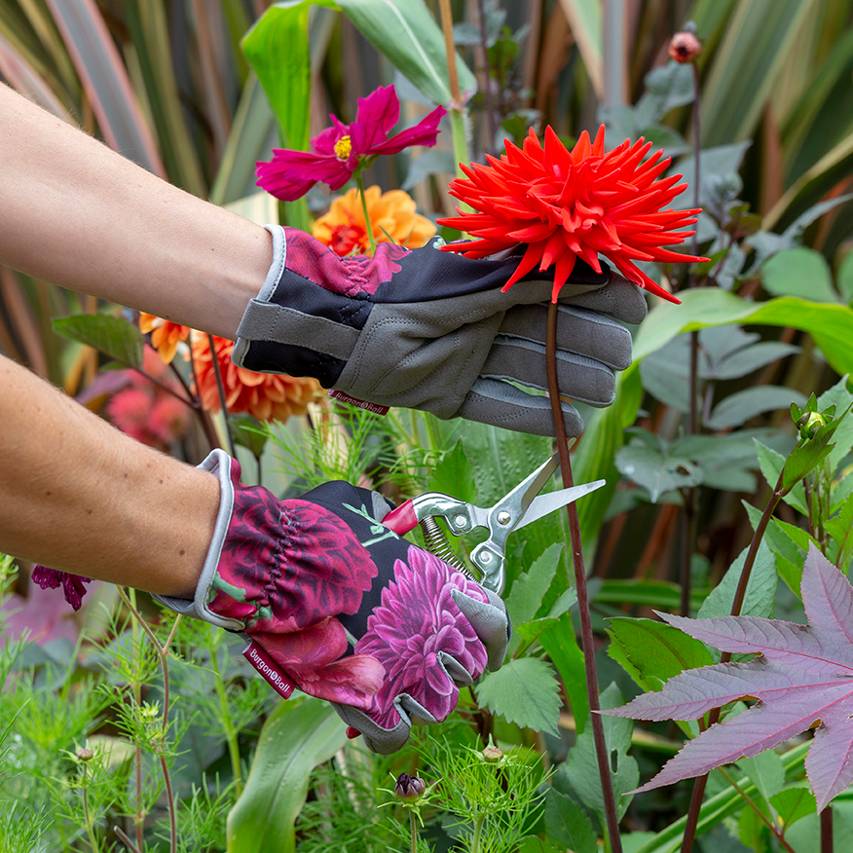 Person wearing British Bloom gardening gloves whilst cutting red dahlia flower with snips