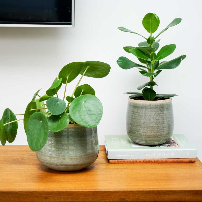 Como plant pot in mint green with Chinese money plant