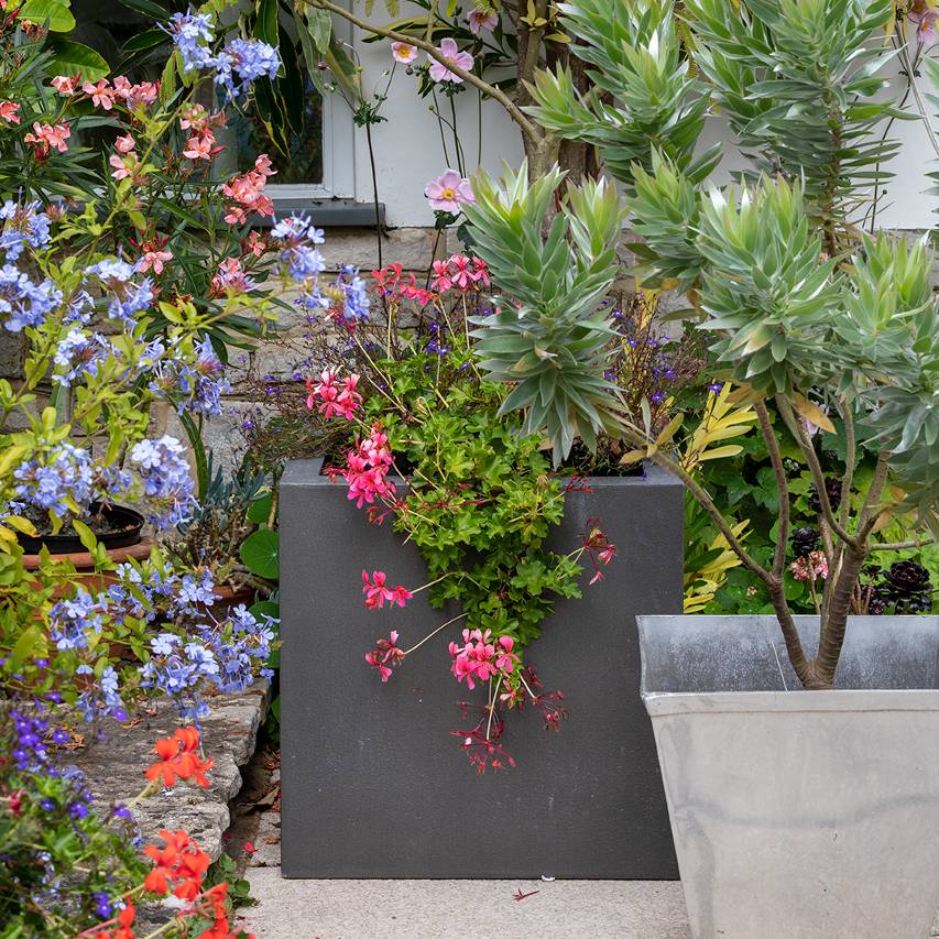 Container garden with pink trailing geranium surrounded by other plants