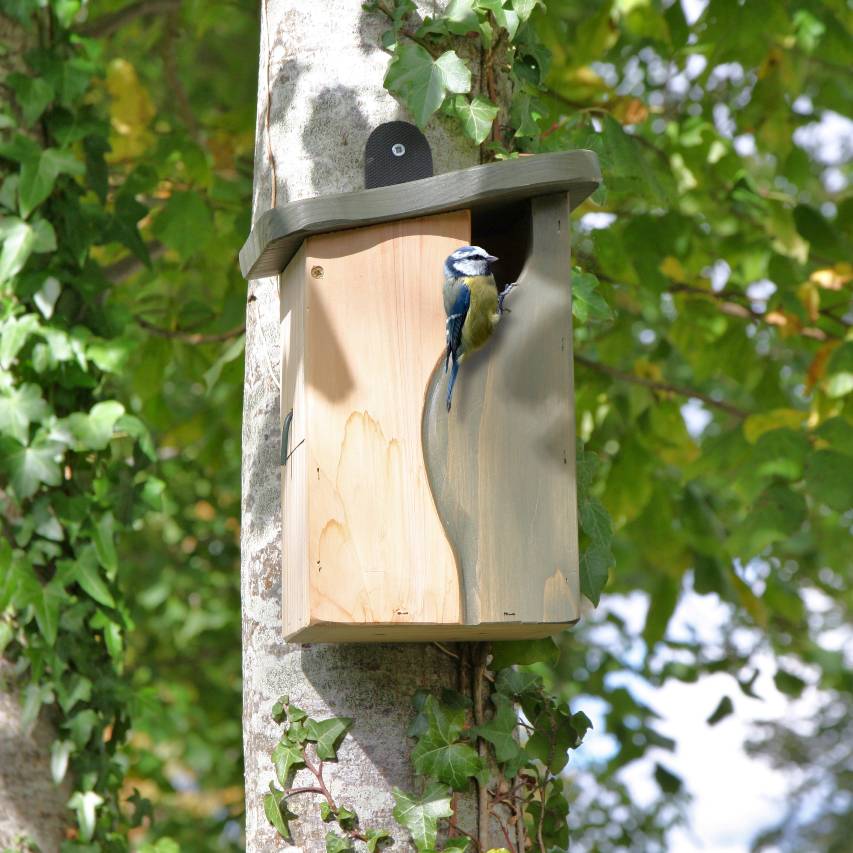 Curve cavity nesting box attached to tree with blue tit exploring entrance hole
