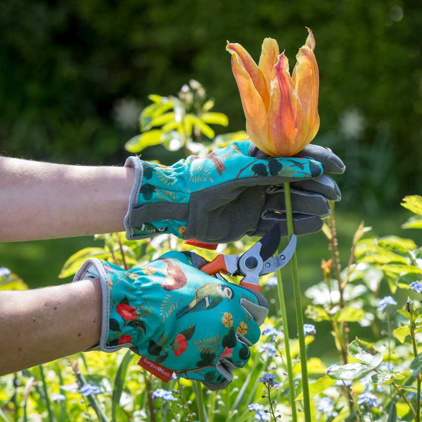 Person wearing pair of Burgon and Ball Flora and Fauna gardening gloves whilst cutting orange tulip with secateurs