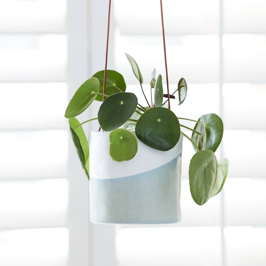 Dip hanging pot with Chinese money plant hanging in front of white window shutters