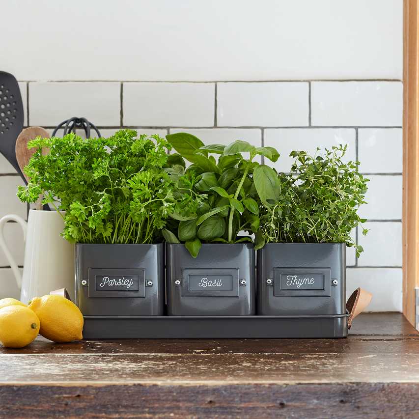 Windowsill herb planter in charcoal with parsley, basil and thyme