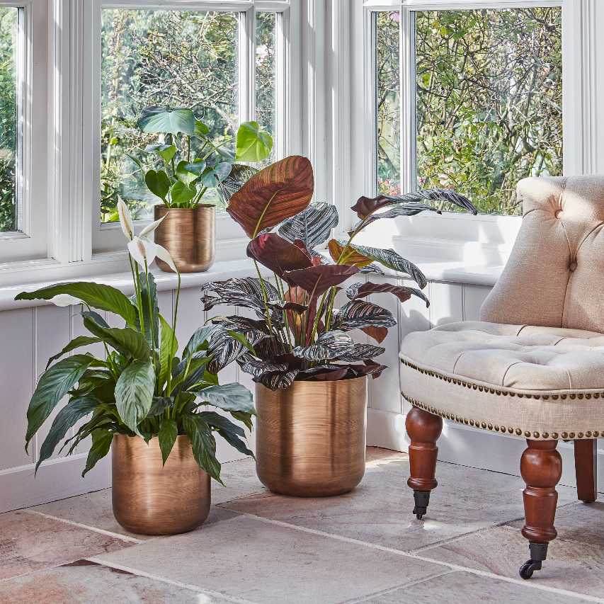 Three indoor Chelsea planters of different sizes each with a houseplant in them grouped together by window