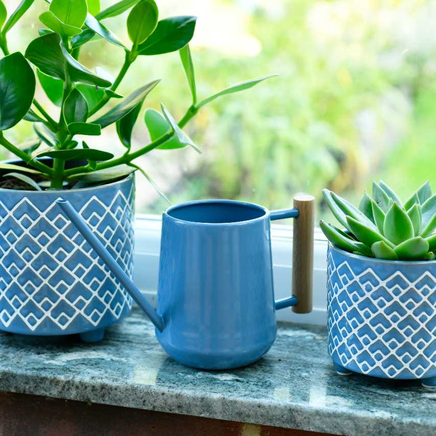 Burgon and Ball indoor watering can in heritage blue on windowsill between two blue plant pots containing succulents