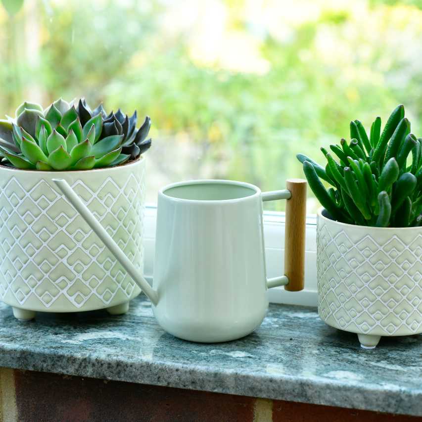 Burgon and Ball indoor watering can in pale jade on windowsill between two plant pots with succulents