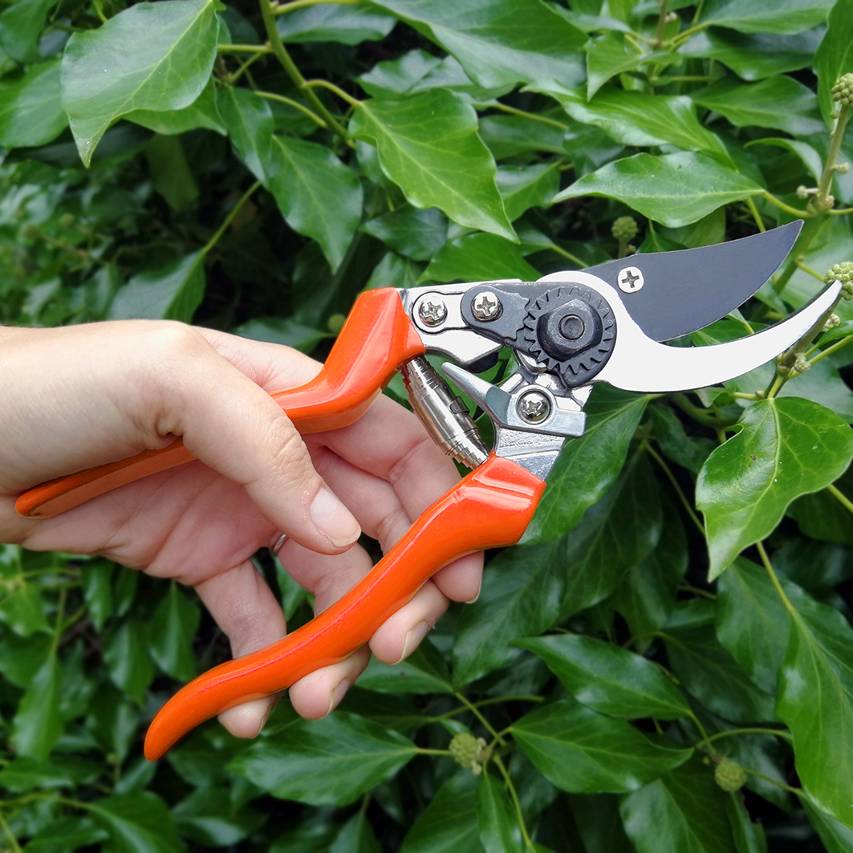 Left-handed bypass secateurs being used to cut back ivy