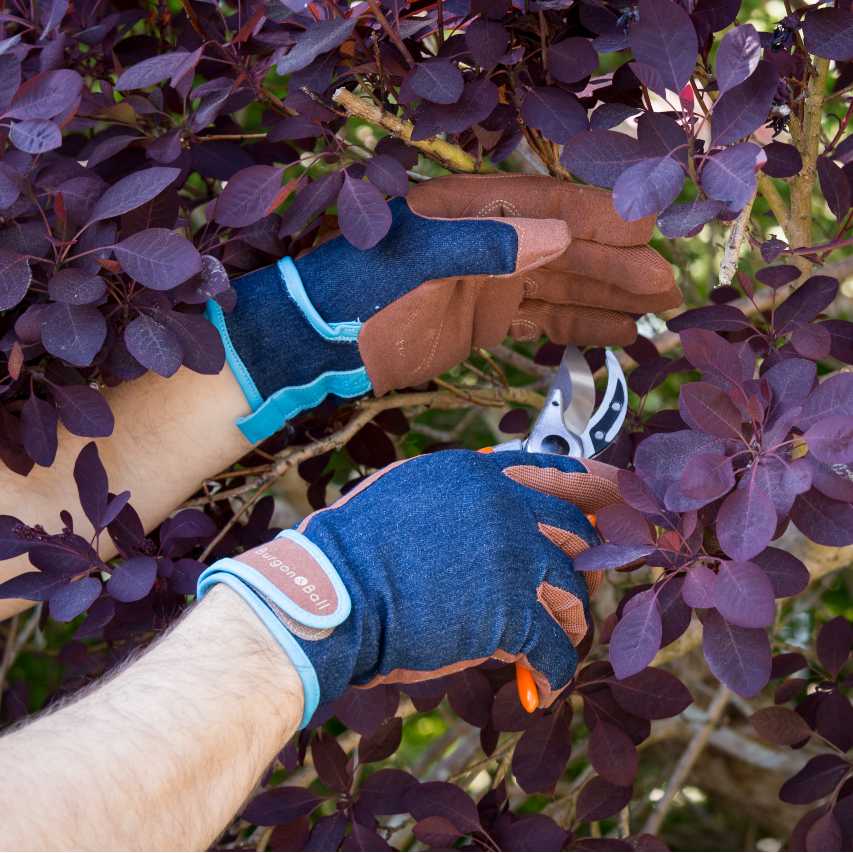 Love the Glove denim holding secateurs pruning cotinus