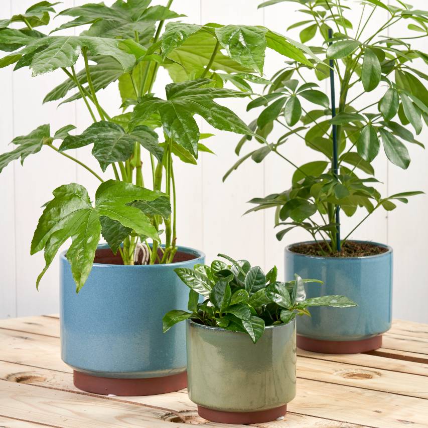 One green and two blue Malibu pots with houseplants on wooden surface with white panelling background