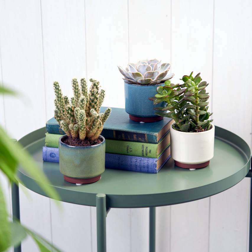 Malibu green, blue and cream succulent pots with succulents and cacti on round, green metal table with books and white panelling background