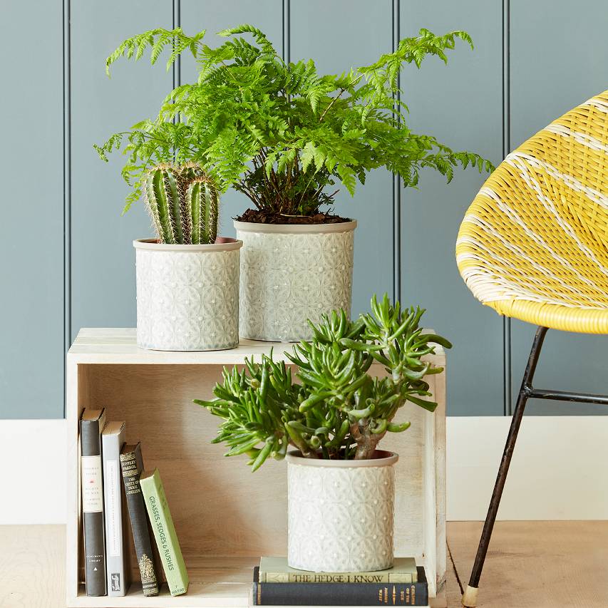 Assorted grey Porto glazed pots with fern, cacti and succulent on bookshelf with teal panelling in background