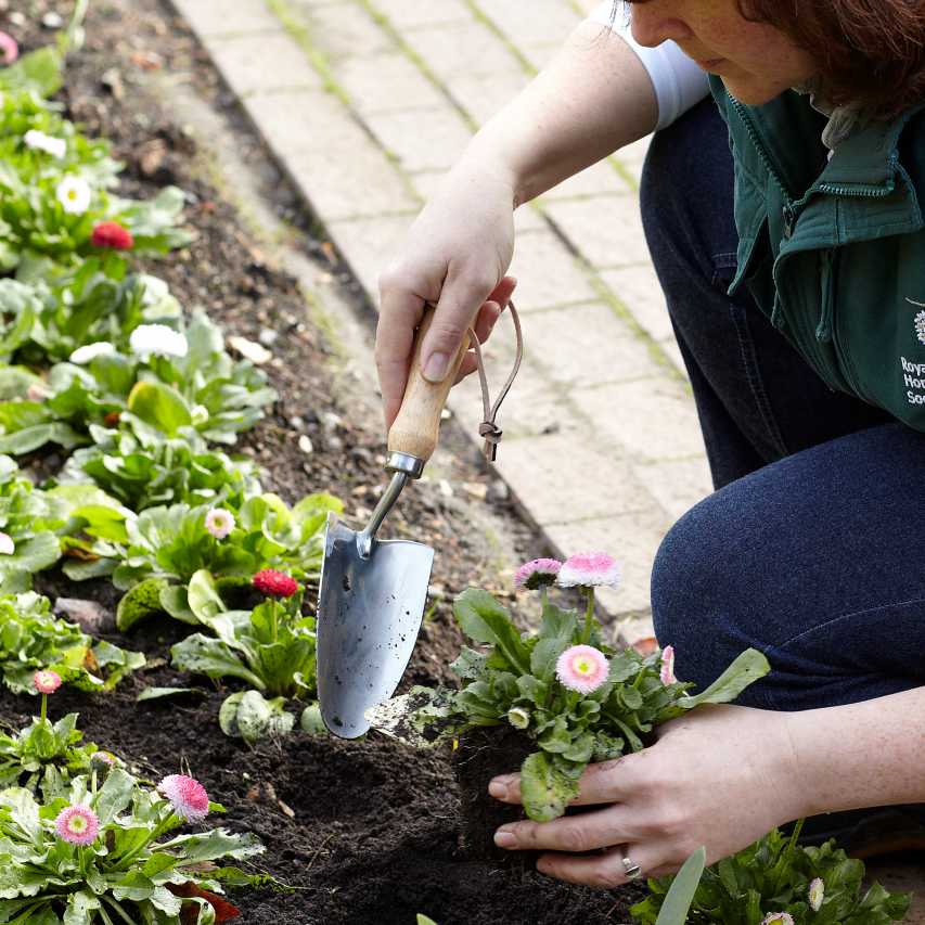 Gardener planting bedding plants with RHS garden hand trowel