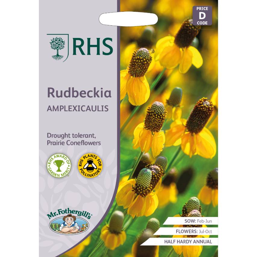 RHS rudbeckia 'Amplexicaulis'