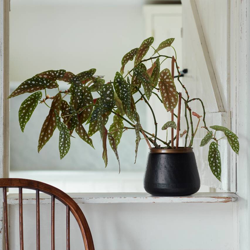 Sahara Sunset medium plant pot with begonia on white windowsill