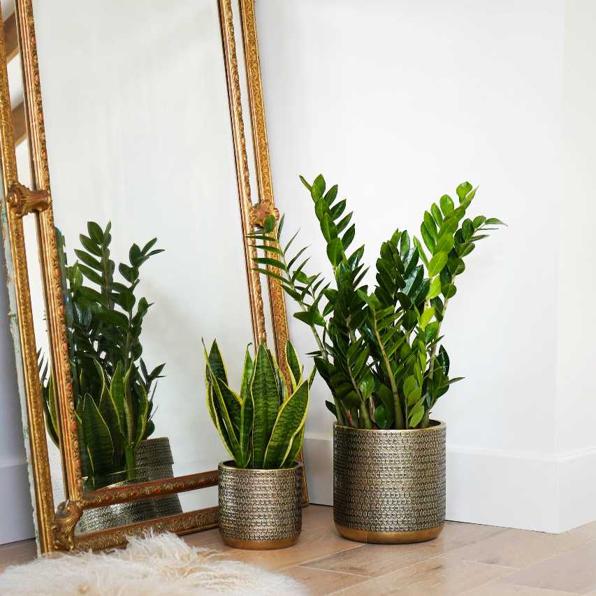 Two Solis embossed plant pots of different sizes with mother in law's tongue and fern arum on wooden floor next to standing mirror