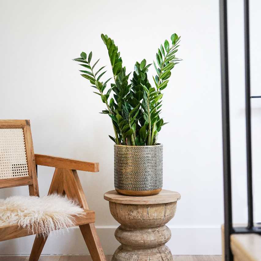 Solis embossed plant pot in gold with fern arum