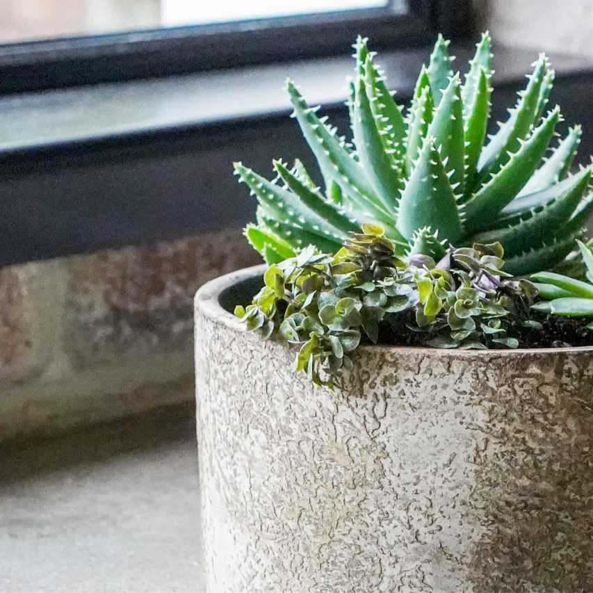 Close up of handthrown terracotta bowl aged bark with aloe mitriformis by window
