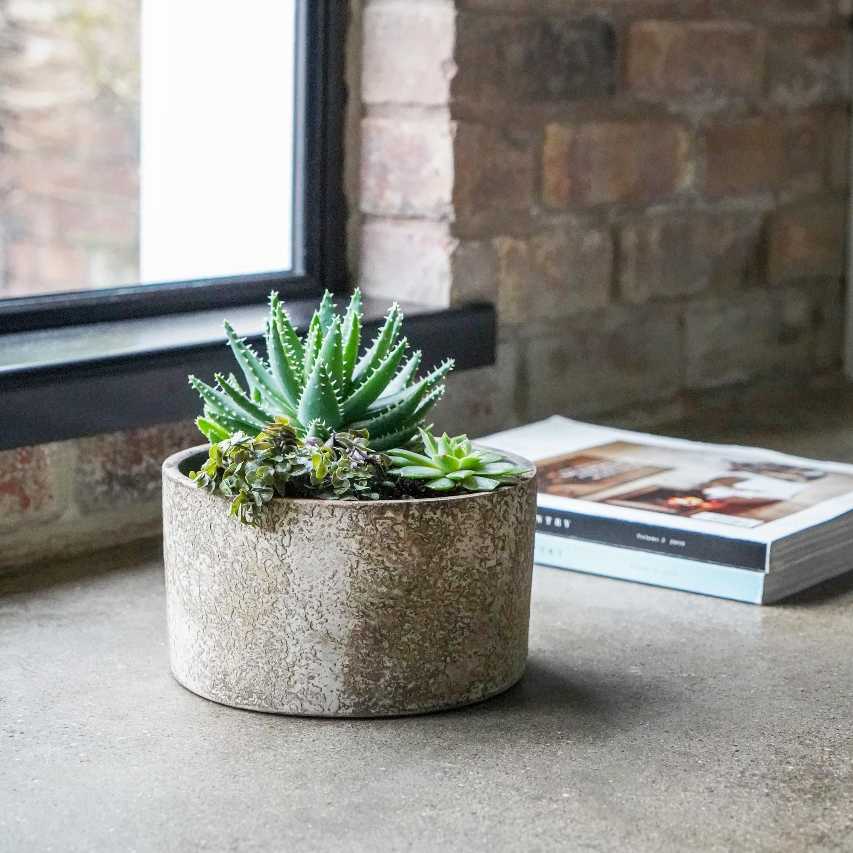 Handthrown terracotta bowl aged bark with aloe mitriformis by window