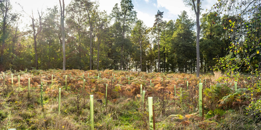 Tree saplings in UK woodland