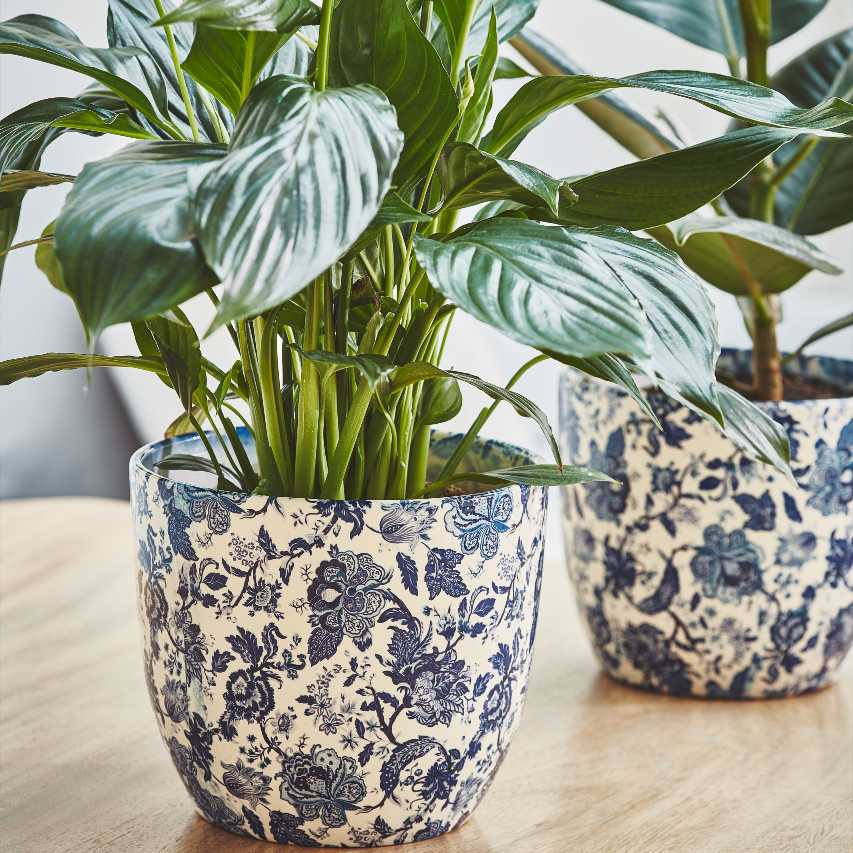 Closeup of two vintage-style floral print plant pots with peace lily and rubber plant on table