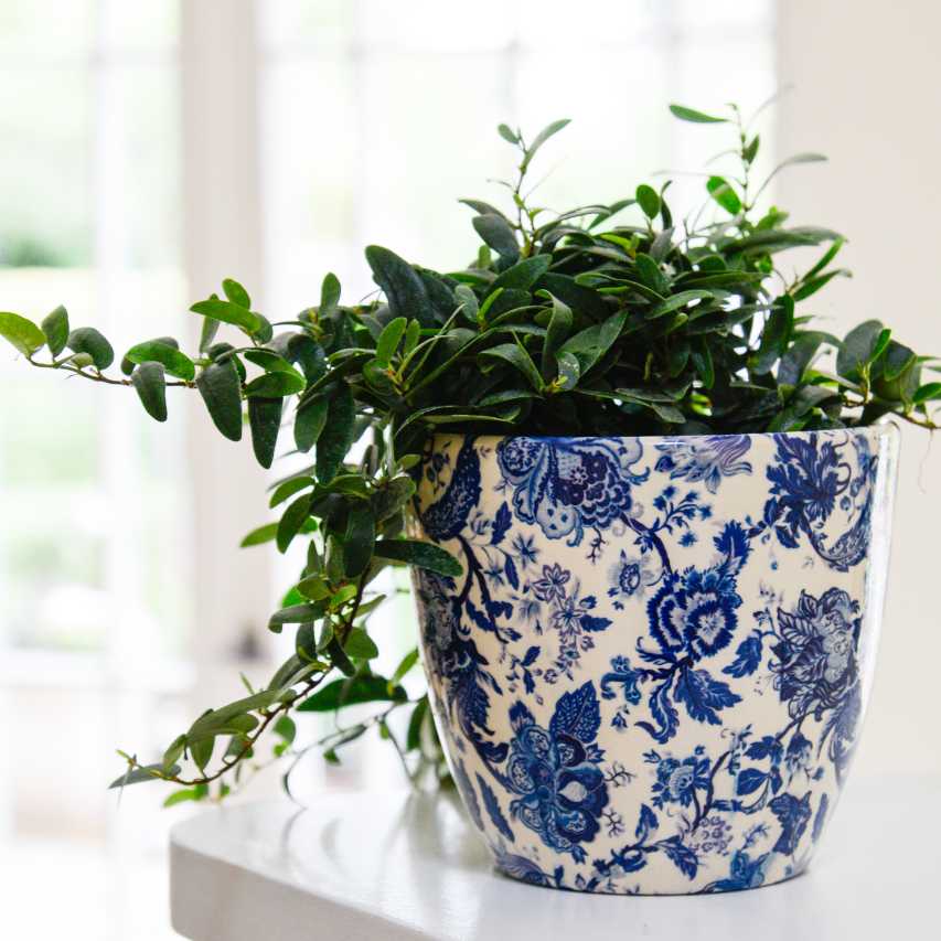 Vintage-style floral print blue plant pot with plant