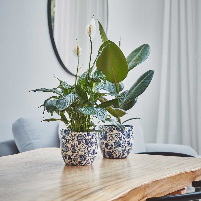 Two vintage-style floral print blue plant pots with peace lily and rubber tree on table