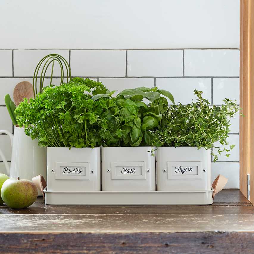 Windowsill herb planter in stone colour with parsley, basil and thyme