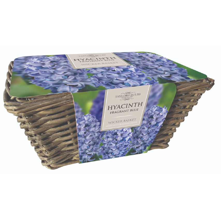 Indoor blue hyacinths and wicker basket gift set