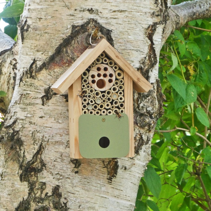 Bee barn attached to silver birch tree trunk with solitary bees 
