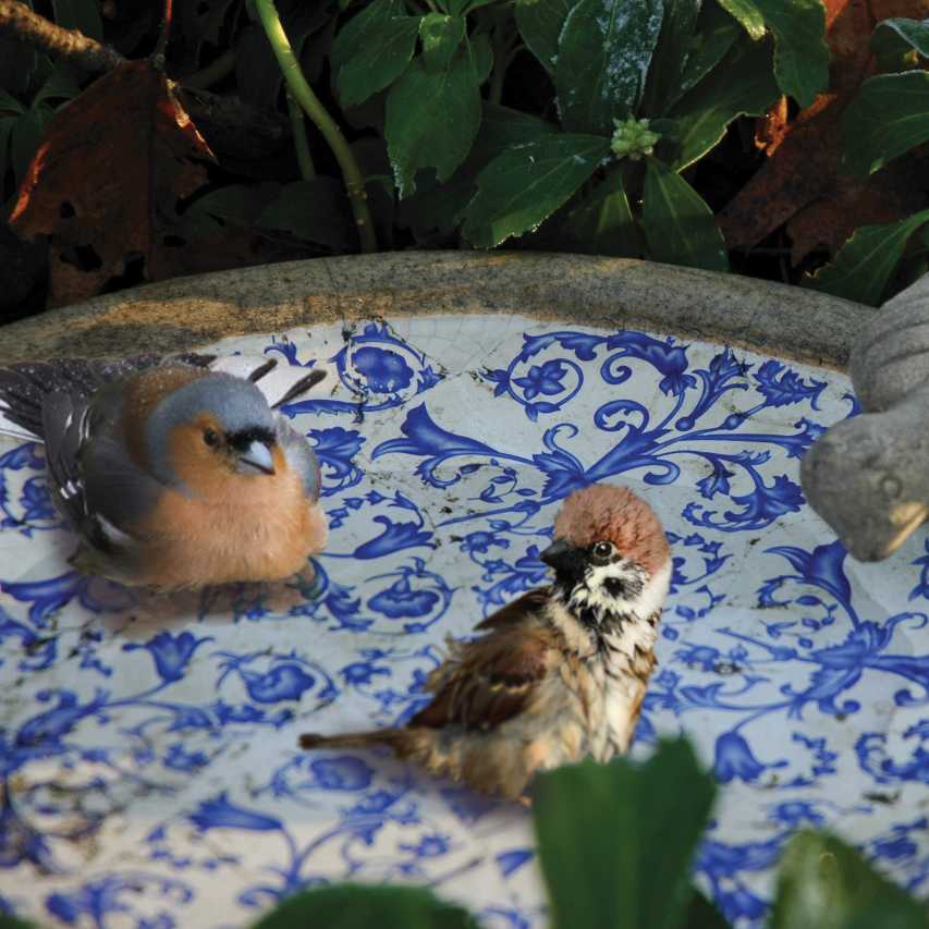 Housesparrow bathing in aged ceramic bird bath