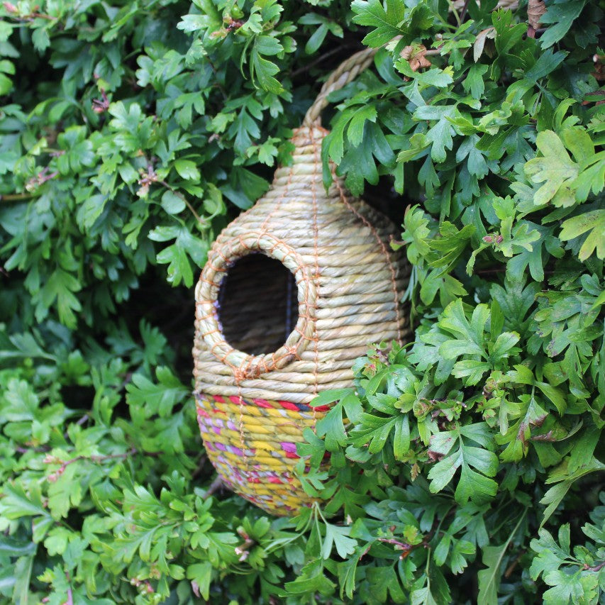 Shesali Artisan bird nester amongst hawthorn leaves