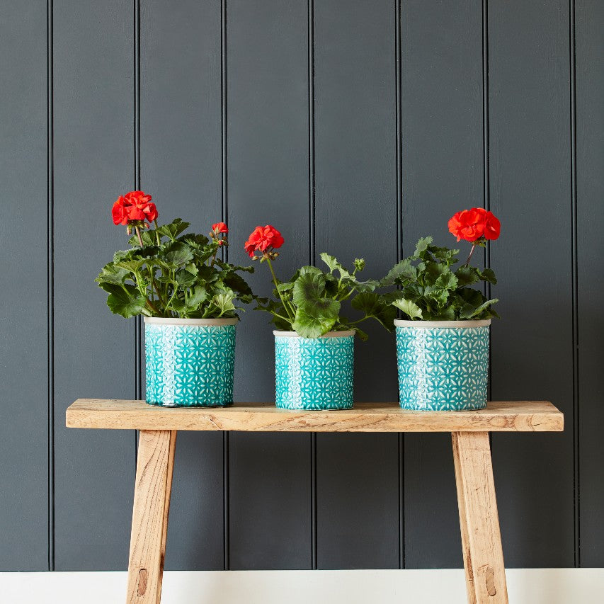 Blue Tuscany glazed pots standing on wooden bench with red pelargoniums growing inside them