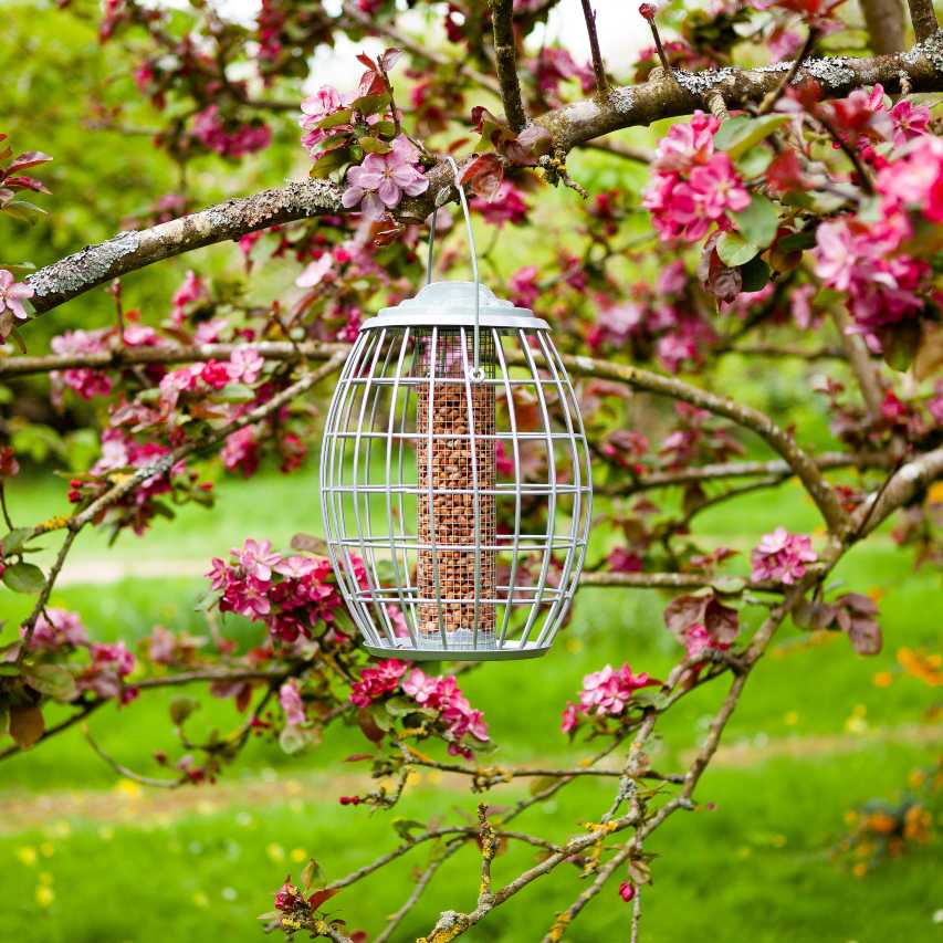 Chapelwood ultra squirrel proof peanut feeder hanging from tree branch surrounded by pink blossom