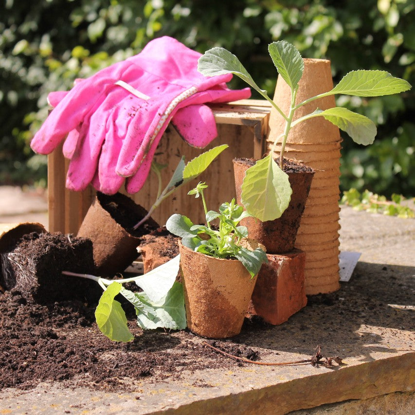 Wood fibre pots with pink gardening gloves and plants